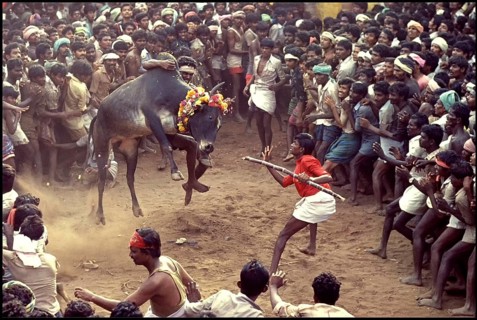 Jallikattu at Alanganallur near Madurai