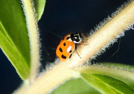 Eleven-spot ladybird (Coccinella undecimpunctata)