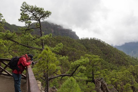 Canary Island pine (Pinus canariensis) Parque Nacional de la Caldera de Taburiente