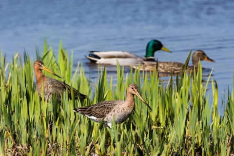 Black-tailed godwits (Limosa limosa) and mallards