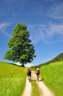 Mountain meadow