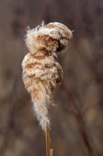 Cattail