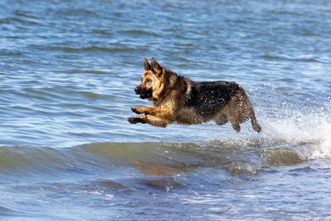 German Shepherd Dog