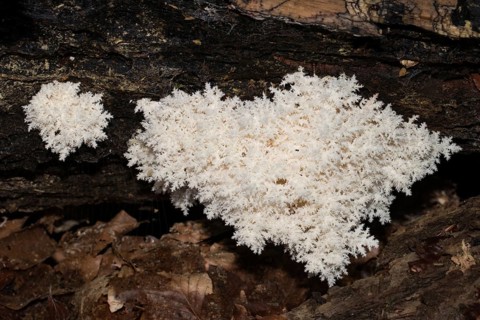 Coral tooth fungus (Hericium coralloides)