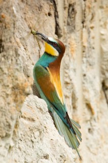 European bee-eater (Merops apiaster)
