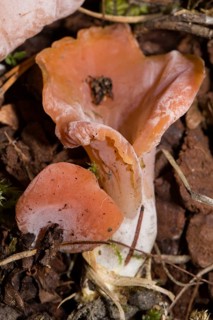 Apricot jelly (Tremiscus helvelloides)