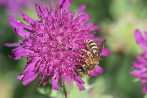 Sweat Bee (Halictus scabiosae) (Scabiosa) Scabiose