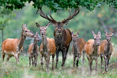 Red deer (Cervus elaphus)