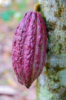 Cacao