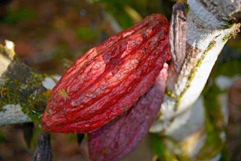 Cacao