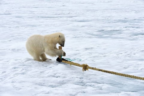Polar bear (Ursus maritimus) inspects rope and chews on mast of expedition ship