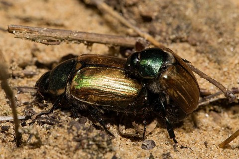 Marginal vine scrub (Anomala dubia)
