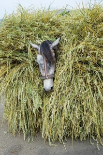 Horse loaded with grain stalks