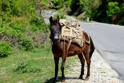 Mule with pack saddle