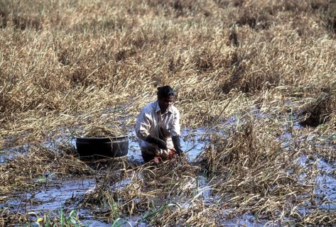 Harvesting paddy