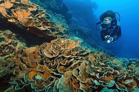 Diver looking at disc coral (Turbinaria conspicua)