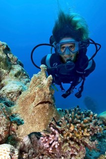 Diver looking at giant frogfish (Antennarius commersoni) in coral reef