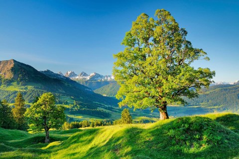 Sycamore maple in front of snow-capped Churfirsten m Mountain spring near Ennetbuehl in Toggenburg
