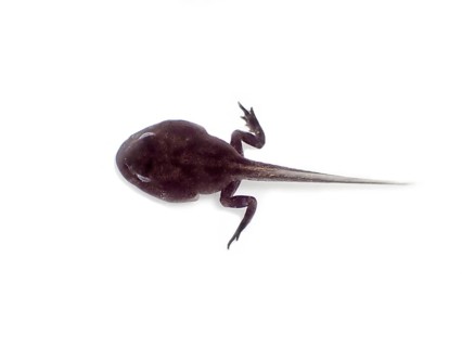 Common frog (Rana temporaria)