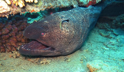 Giant Moray (Gymnothorax javanicus) moray
