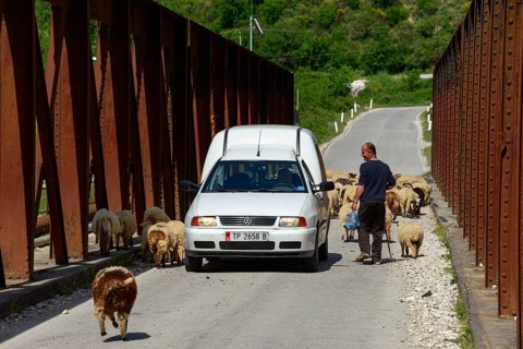 Flock of sheep and car