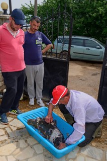 Cleaning carp