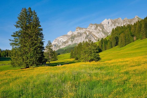 View of Lutertannen towards the Alpstein massif with Saentis in mountain spring