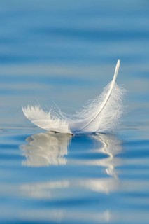 Close-up of a floating swan feather on blue water