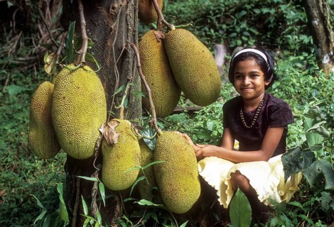 Jackfruit Tree (Artocarpus heterophyllus) at Mukkali near silent valley