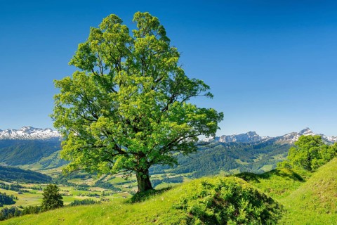Freestanding sycamore in mountain spring