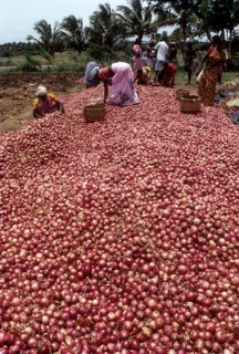 Grading the harvested bellary onion (Allium cepa) near Coimbatore