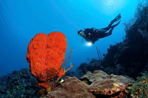 Diver on steep wall with Strawberry vase sponge (Mycale laxissima)