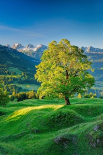 Sycamore maple in front of snow-covered Churfirsten at sunrise in mountain spring near Ennetbuehl in Toggenburg