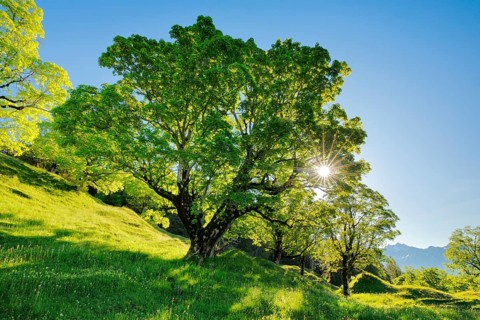 Sun shining through sycamore maple forming sun star