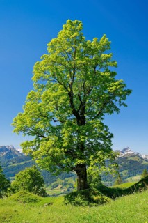 Freestanding sycamore in mountain spring