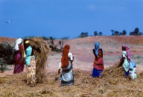 Threshing rice sheaves
