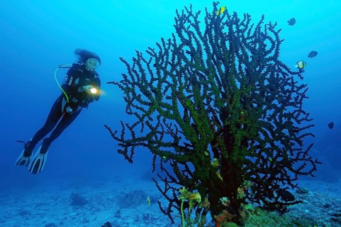 Diver looking at large Black Sun Coral (Tubastraea micranthus)