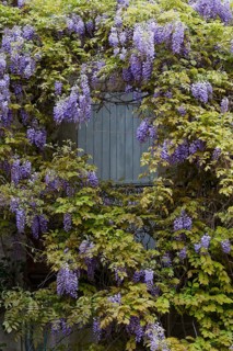 Chinese wisteria (Wisteria sinensis)