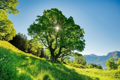 Sun shining through sycamore maple forming sun star