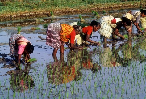 Rice paddy seedlings transplanting the field