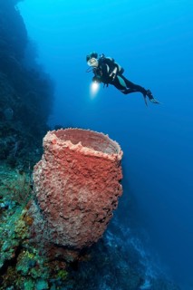 Diver looking at Caribbean Giant Barrel Sponge (Xestospongia muta) on coral reef wall