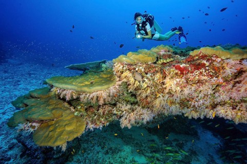 Diver looking at a coral block with various stony corals (Scleractinia) and soft corals (Dendronephthya)