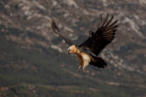 Bearded vulture (Gypaetus barbatus) adult in flight in front of mountains during landing