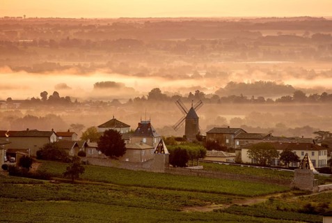 Moulin a Vent Beaujolais vineyard