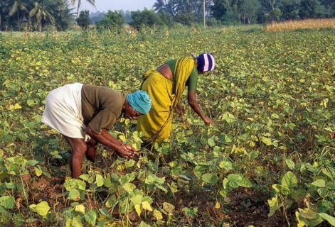 Harvesting green gram (vigna radiata) linn