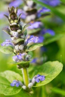 Common goutweed (Ajuga reptans)