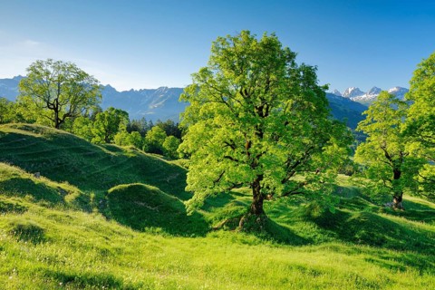 Sycamore maple grove in mountain spring with snow-capped Churfirsten peaks in the background