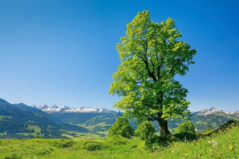 Freestanding sycamore maple in mountain spring