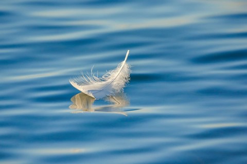 Close-up of a floating swan feather on blue water