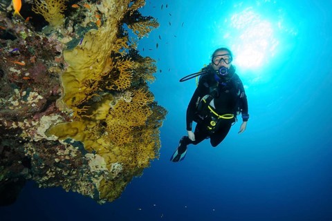 Diver looking at heavily nettled Net Fire Coral (Millepora dichotoma)